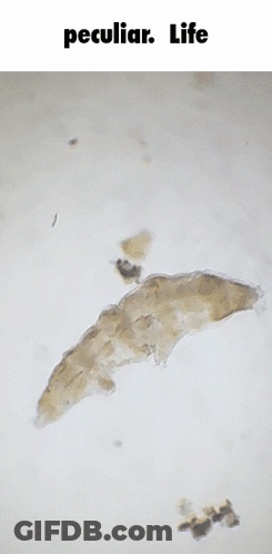 Worm Under Microscope Saying Peculiar Life GIF