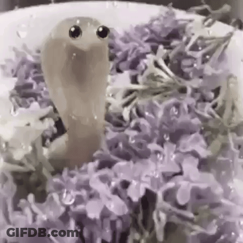 Worm With Big Eyes Crawling On Purple Flowers GIF