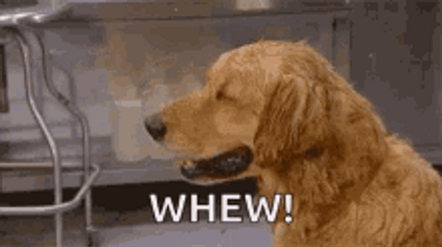 Worried Whew Dog Sweat GIF