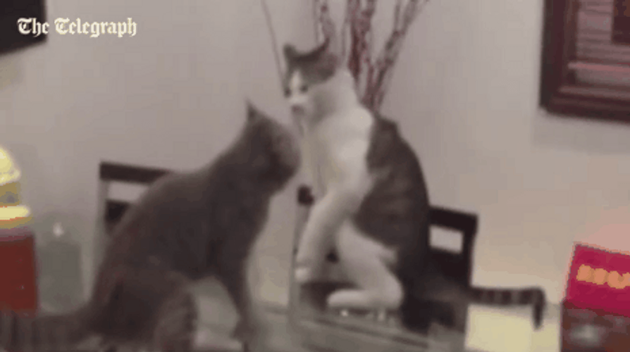 Wrestling Cats GIF