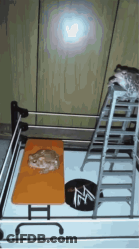 Wrestling Ring With Ladder And Table GIF