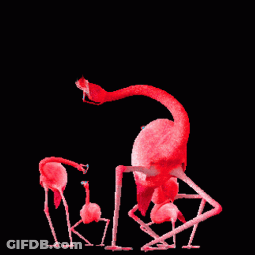 Wriggling Flamingo GIF