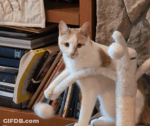 Write All The Words Kitten Playing GIF