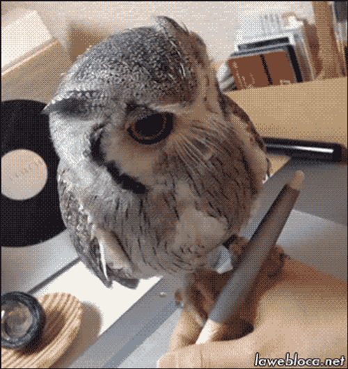 Writing With Owl On Hand GIF