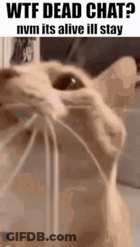 Wtf Dead Chat Dies Of Cring GIF
