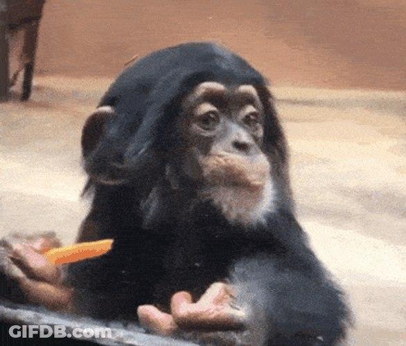 Wunderswift Chimpanzee GIF