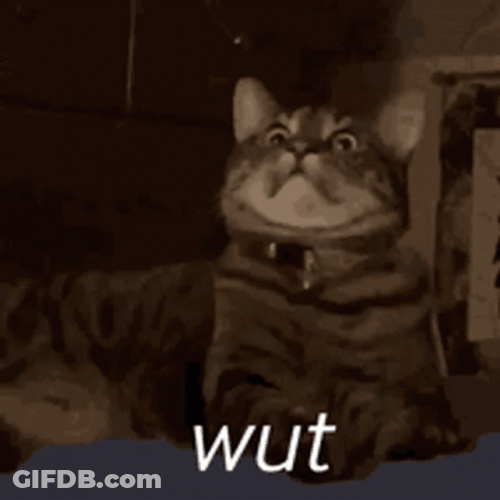 Wut Cat Surprise Big Eyes GIF