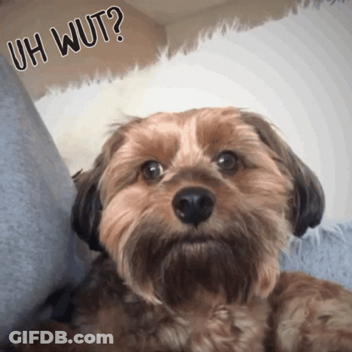 Wut Dog Moving Head Left To Right GIF