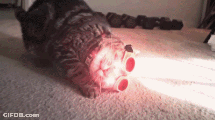 X-Men Origin Cyclops Cat GIF