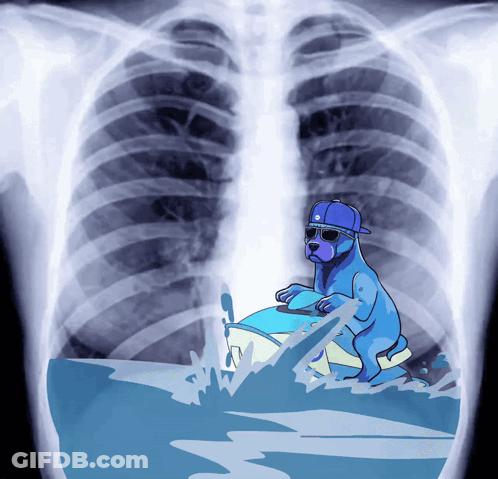 X-Ray Dog Riding Boat In Water GIF