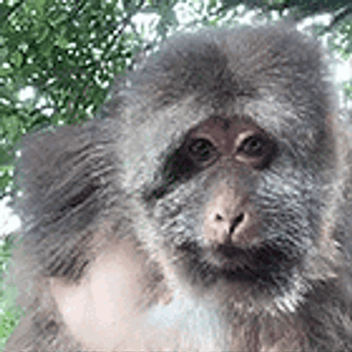 Xingxing Xing Xing GIF