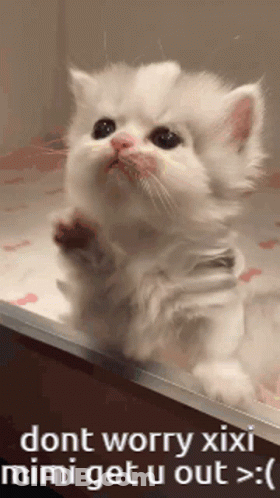 Xiyo Xiyo Kitty GIF