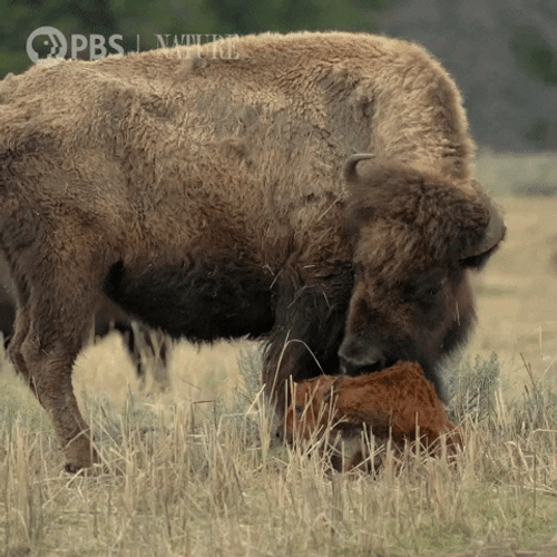Yak Cleaning Calf Cute Animal GIF