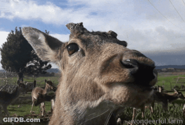 Yapping Talkative Wild Giraffe GIF
