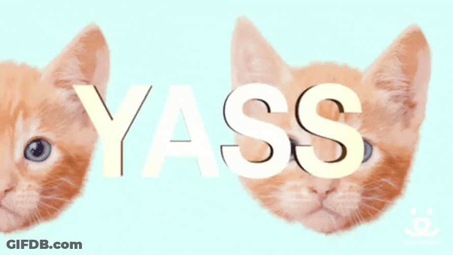 Yass Ginger Kitties Loop GIF