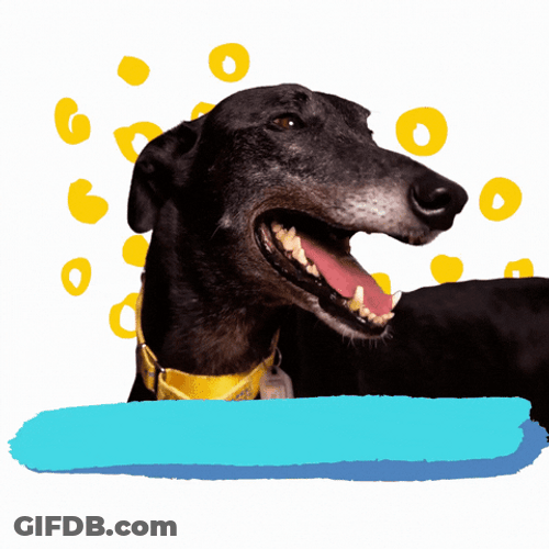 Yasssss Happy Dog Big Smile GIF