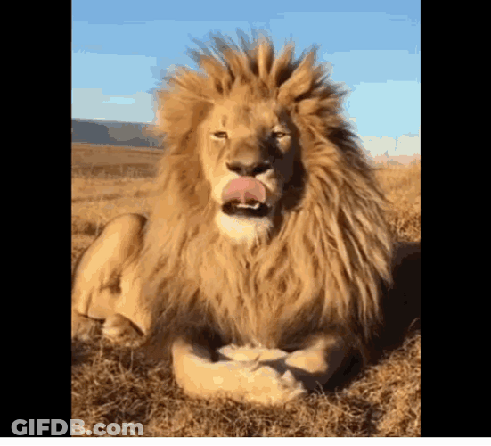 Yawning Big Lion GIF