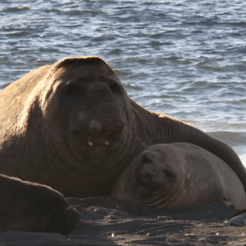 Yawning Big Walrus GIF