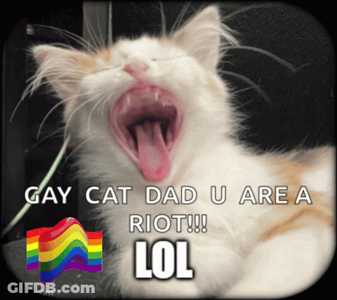 Yawning Cat With Rainbow Flag GIF