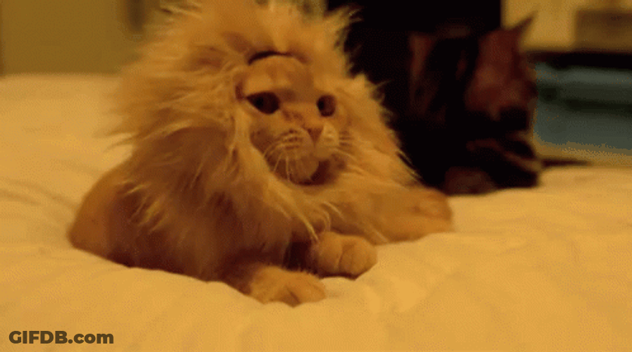 Yawning Cute Cat Lion GIF