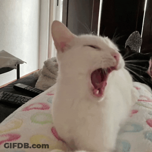 Yawning Cute Cats GIF