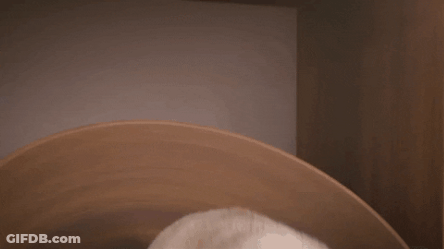 Yawning Dog Time For Bed GIF
