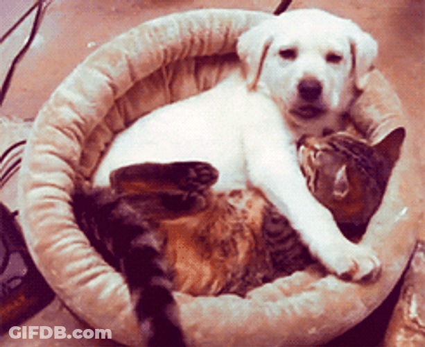 Yawning Dog With Cat GIF