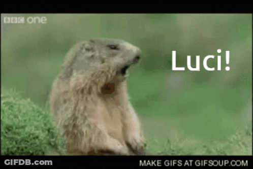 Yawning Ground Squirrel Saying Luci GIF