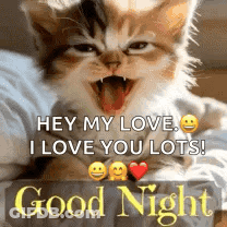 Yawning Kitten Says Hey My Love I Love You Lots GIF