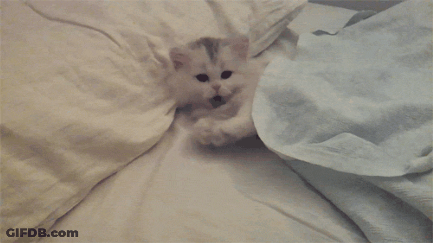 Yawning Kitty Cat GIF