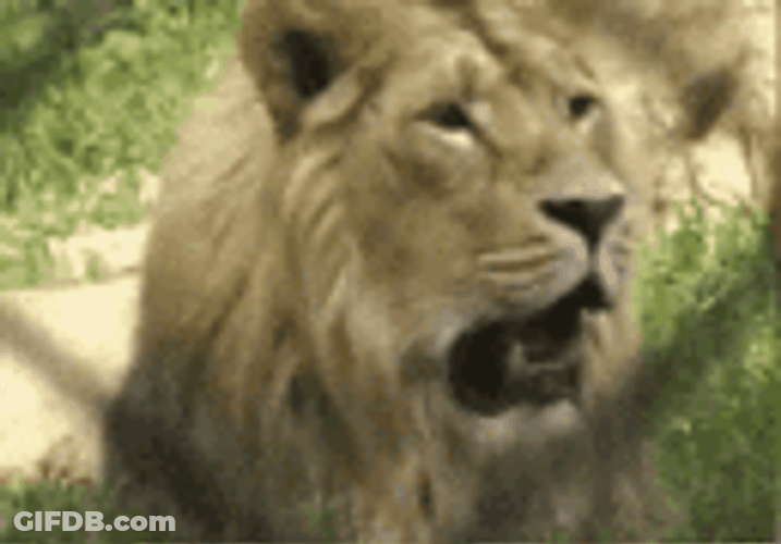 Yawning Lion Roar GIF