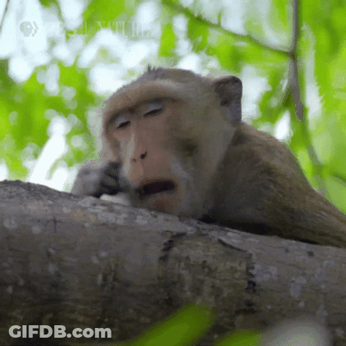 Yawning Monkey In A Tree GIF