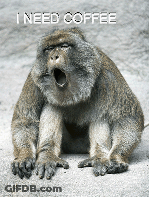 Yawning Monkey Needs Coffee GIF