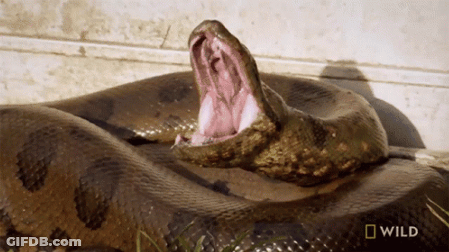 Yawning Monster Anaconda Snake GIF