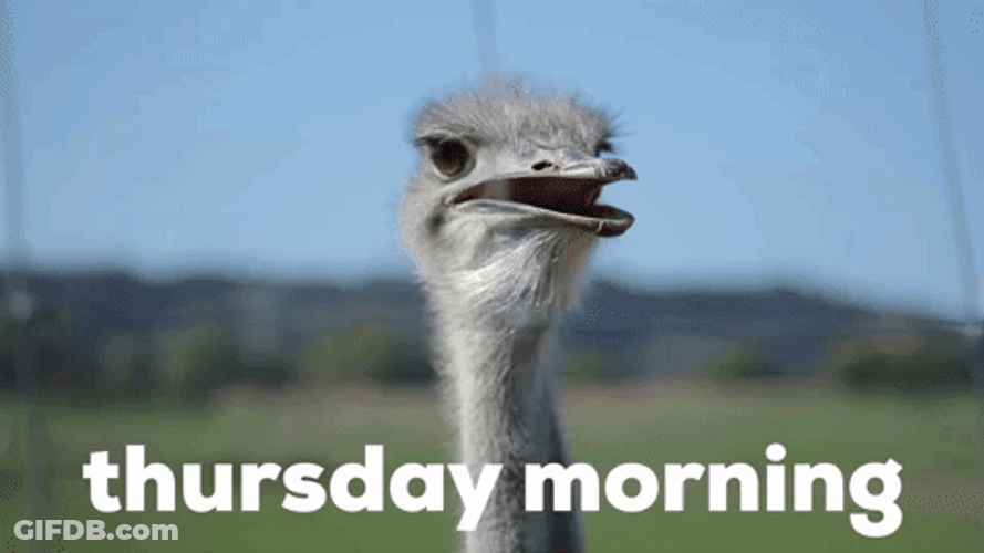Yawning Ostrich Thursday Morning Meme GIF