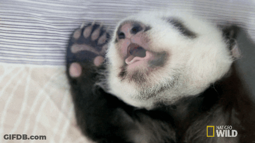 Yawning Sleepy Baby Panda GIF