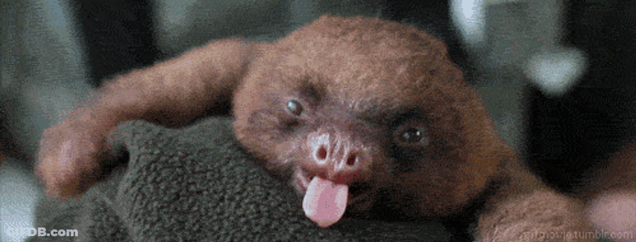 Yawning Tired Baby Sloth GIF