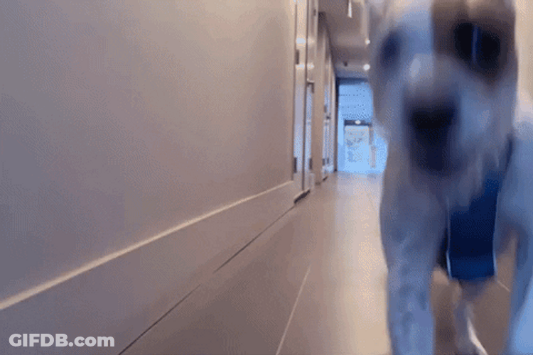 Yeah Buddy Excited Dog GIF