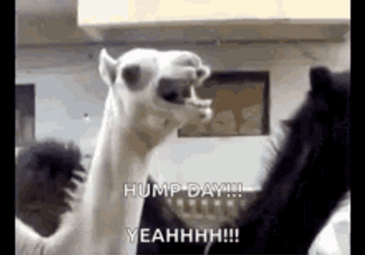 Yeah Come On Hump Day Camel Screaming GIF