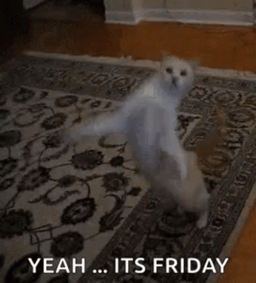 Yeah It's Friday Cat GIF