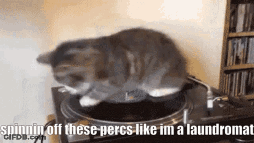 Yeat Cat GIF