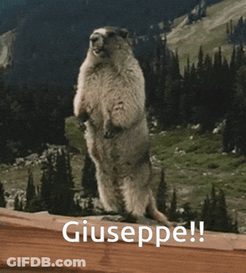 Yelling Marmot GIF