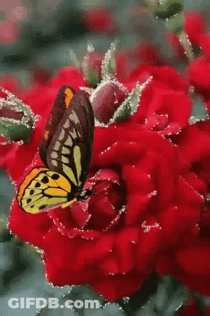 Yellow And Black Butterfly On Red Flower GIF