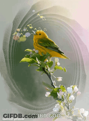 Yellow And Green Bird Saying Soubd Goo GIF