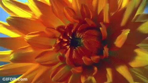 Yellow And Orange Flower GIF