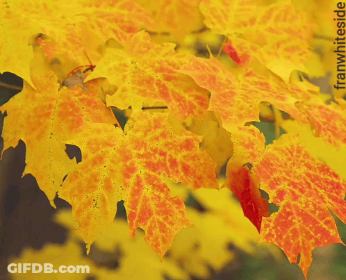Yellow And Orange Leaves Saying Good Morning GIF