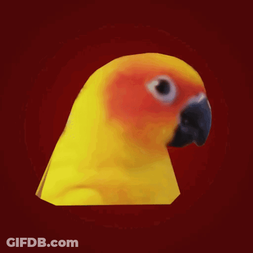 Yellow And Orange Parrot With Black Beak GIF