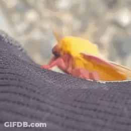 Yellow And Pink Moth On Leg GIF