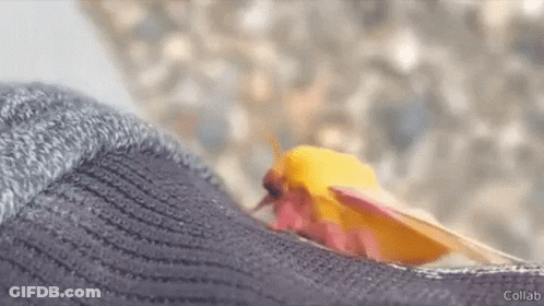 Yellow And Pink Moth On Top Of Socks GIF
