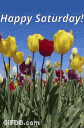 Yellow And Red Tulips Happy Saturday GIF